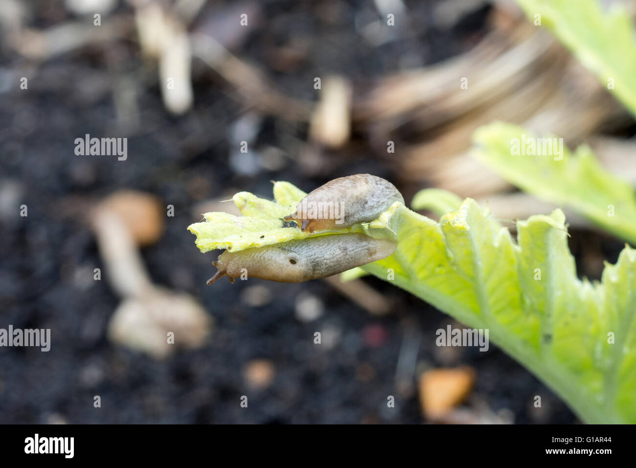 Deroceras reticulatum Grey field slug or Grey garden slug or Netted Slug Stock Photo