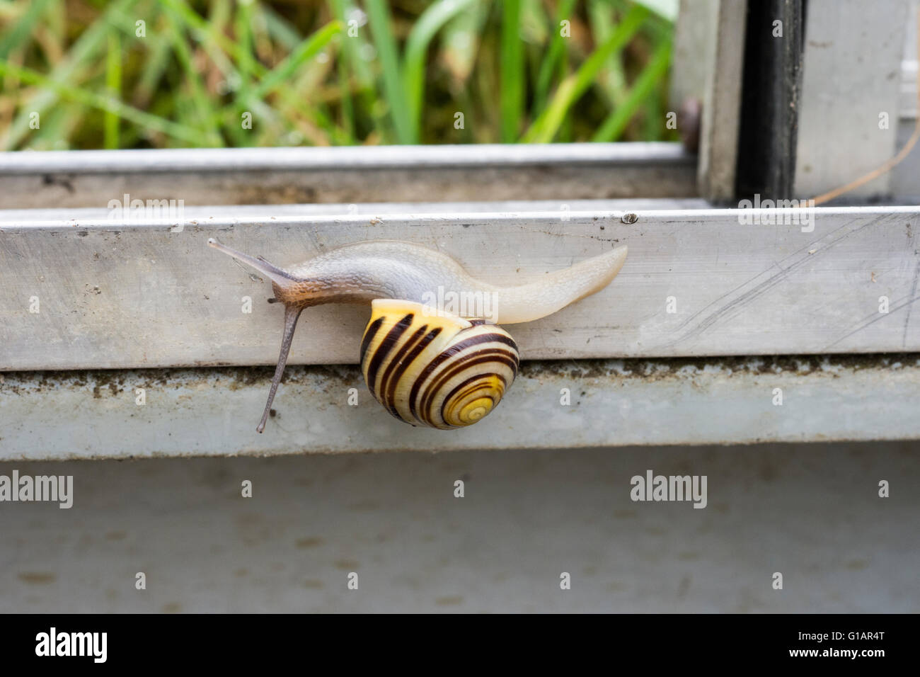 white-lipped snail (Cepaea hortensis) in a greenhouse Stock Photo