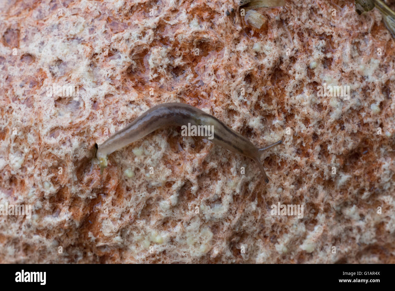 Greenhouse Slug (Ambigolimax valentianus) Stock Photo