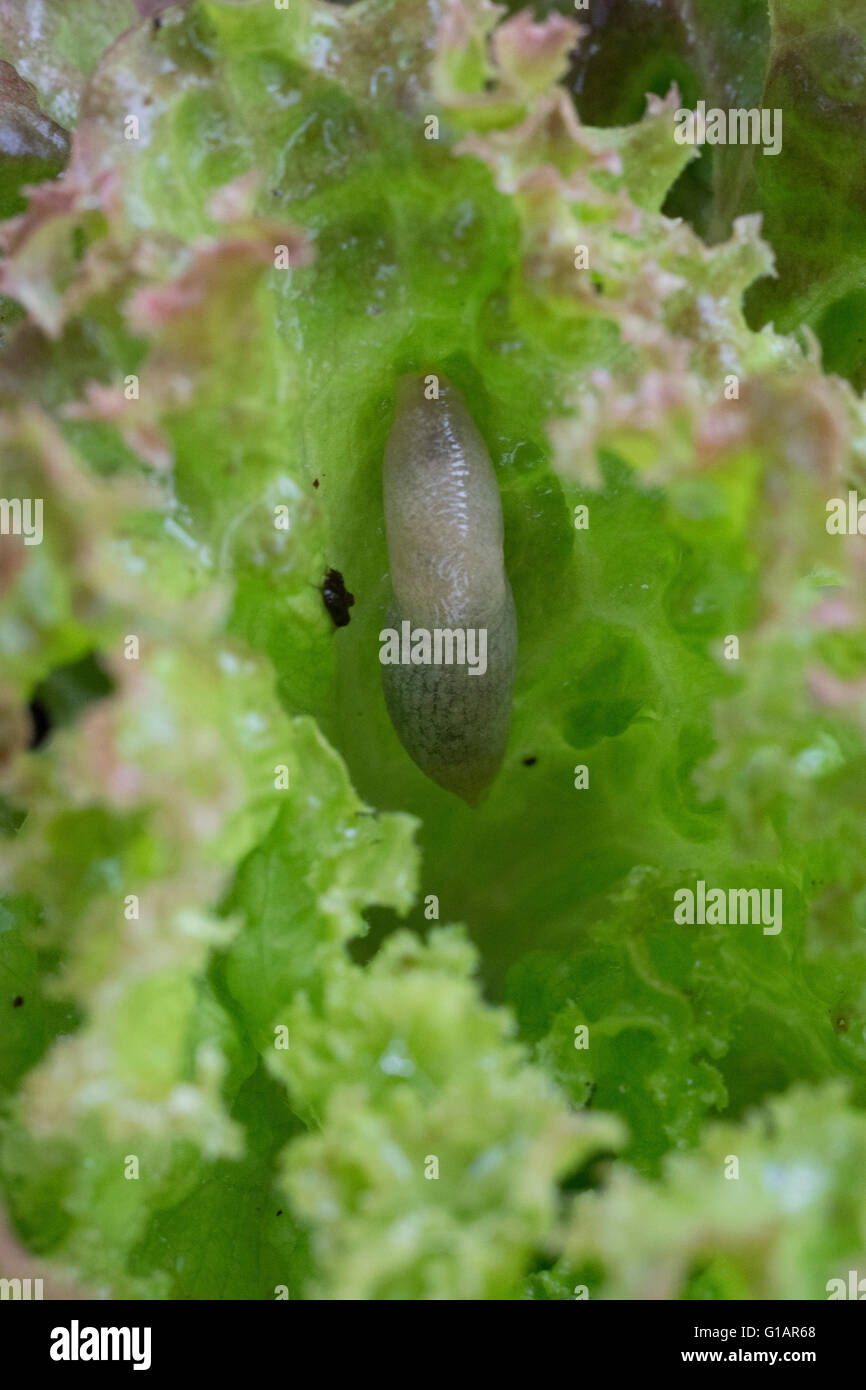 Small unidentified slut feeding on young Lollo Rosso lettuce plant Stock Photo