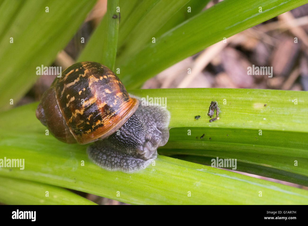 Garden Snail (Cornu aspersum) on a daffodil leaf in it's natural ...