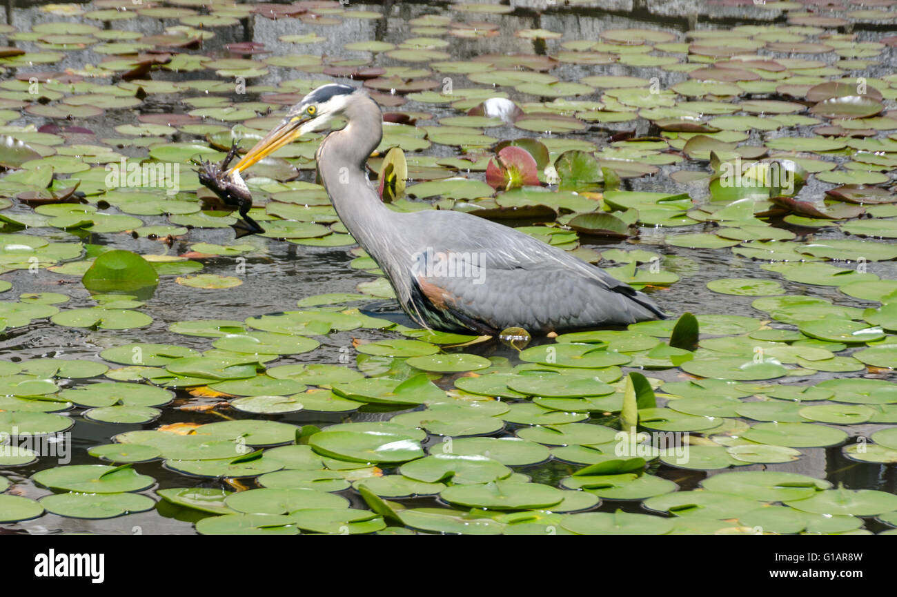 A heron goes fishing among the lily pads in a pond. Stock Photo