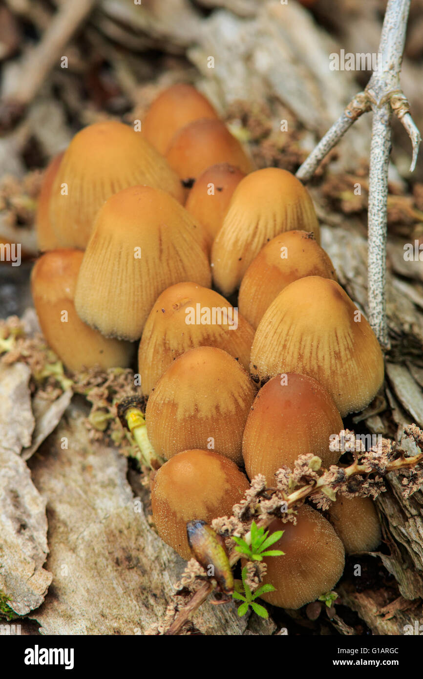 Old mica caps mushrooms (Coprinellus Micaceus) Stock Photo