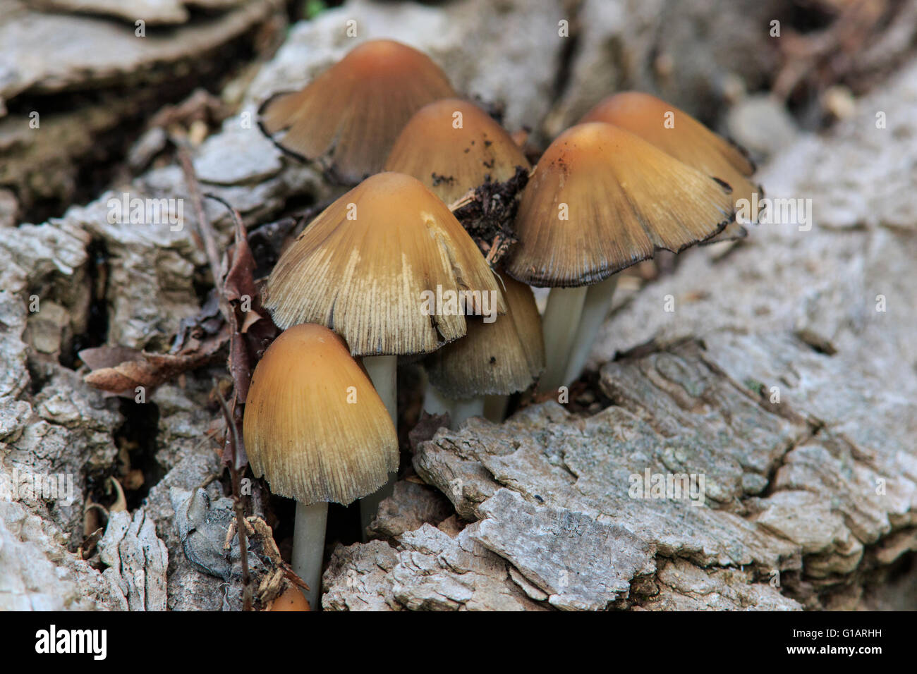 Old mica caps mushrooms (Coprinellus Micaceus) Stock Photo