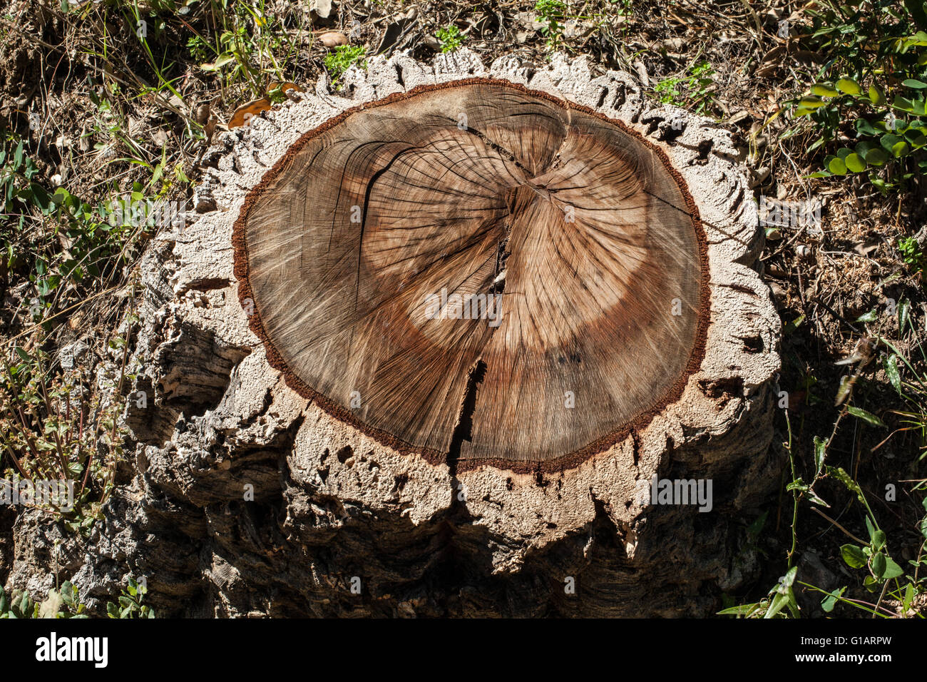 Quercus suber Stock Photo