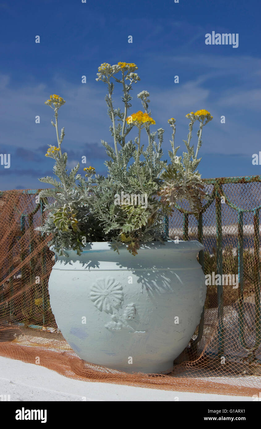 Cyan ceramic colored decorative pot with planted yellow daisy flowers against brown fishing nets, blue sky and sea background. Stock Photo