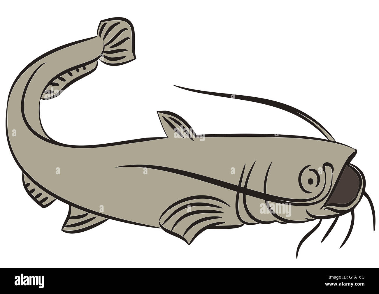 Line drawing of a catfish on a white background Stock Photo - Alamy