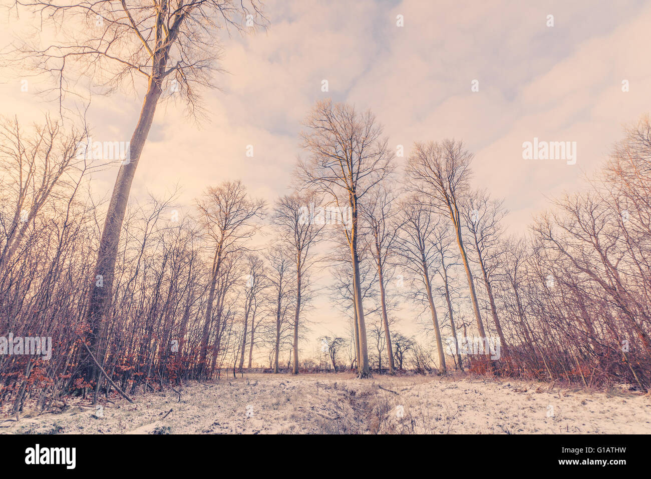 Forest landscape with tall trees in the sunrise at wintertime Stock ...