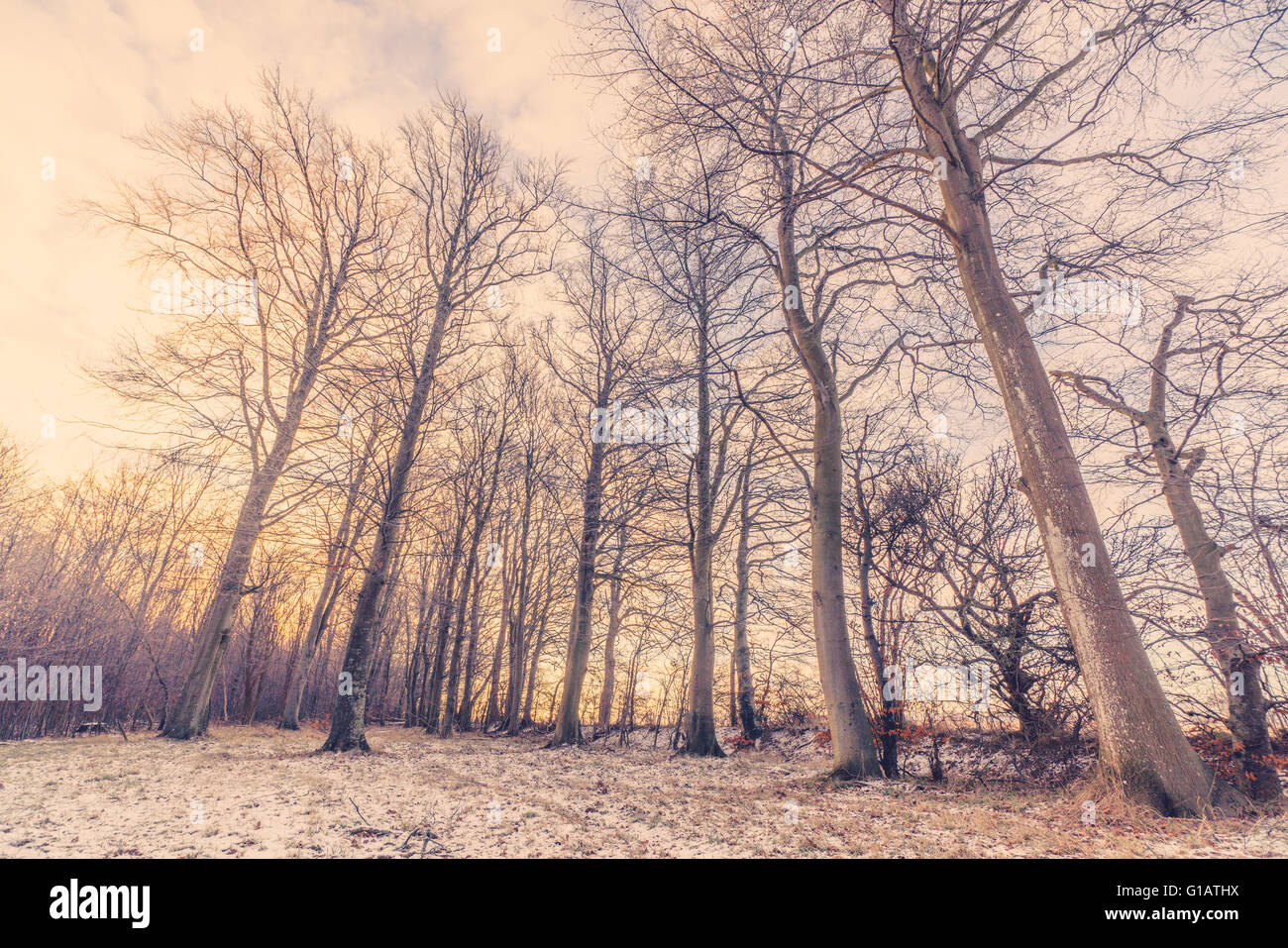 Winter forest with tall trees in the sunrise Stock Photo - Alamy