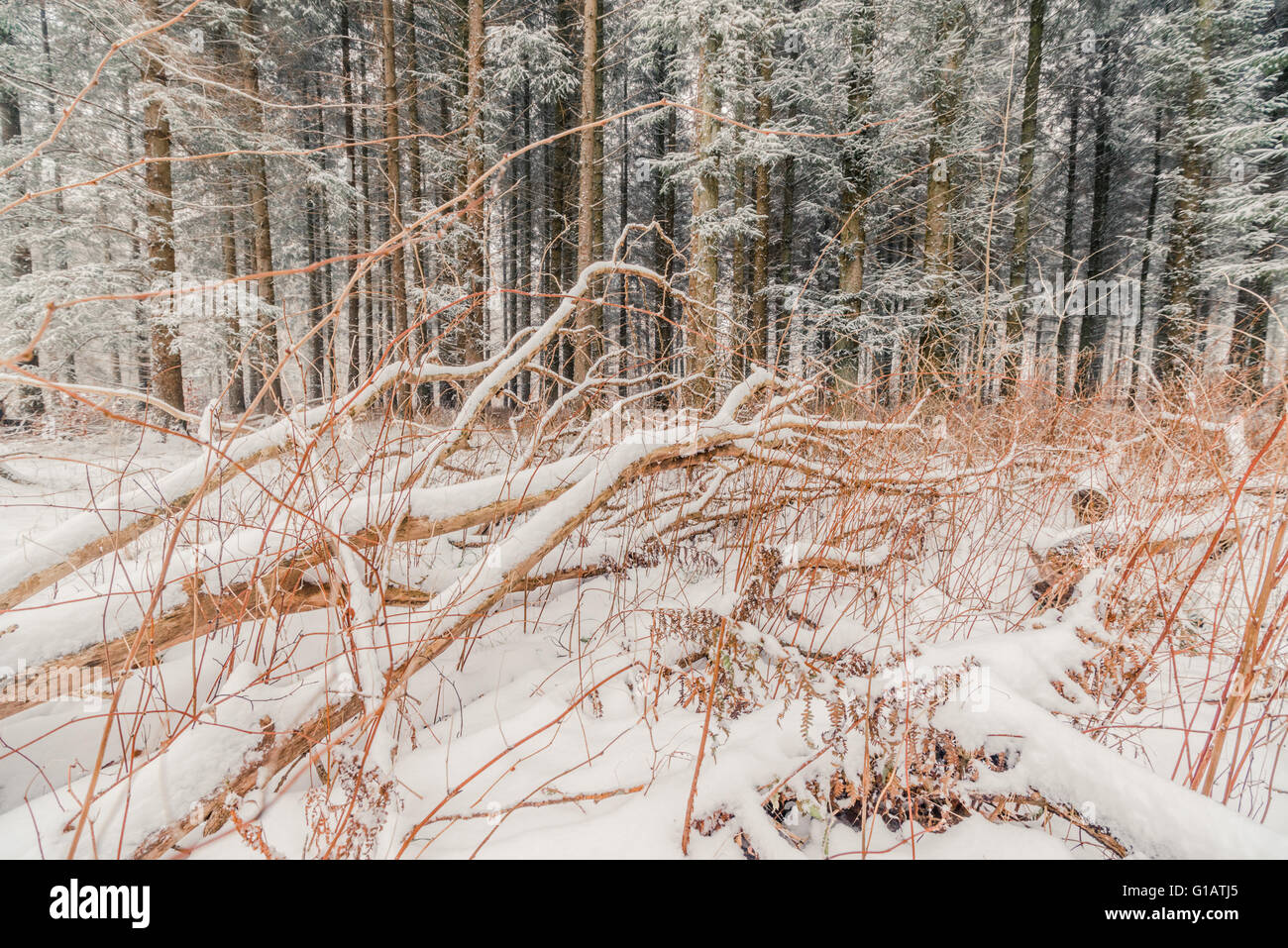 Branches covered with snow in the forest at wintertime Stock Photo - Alamy