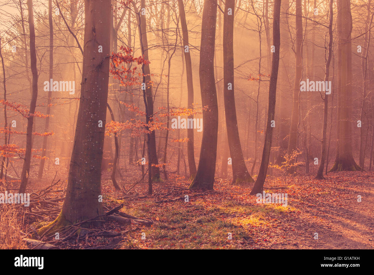 Sunrise in a the forest mist in the morning Stock Photo