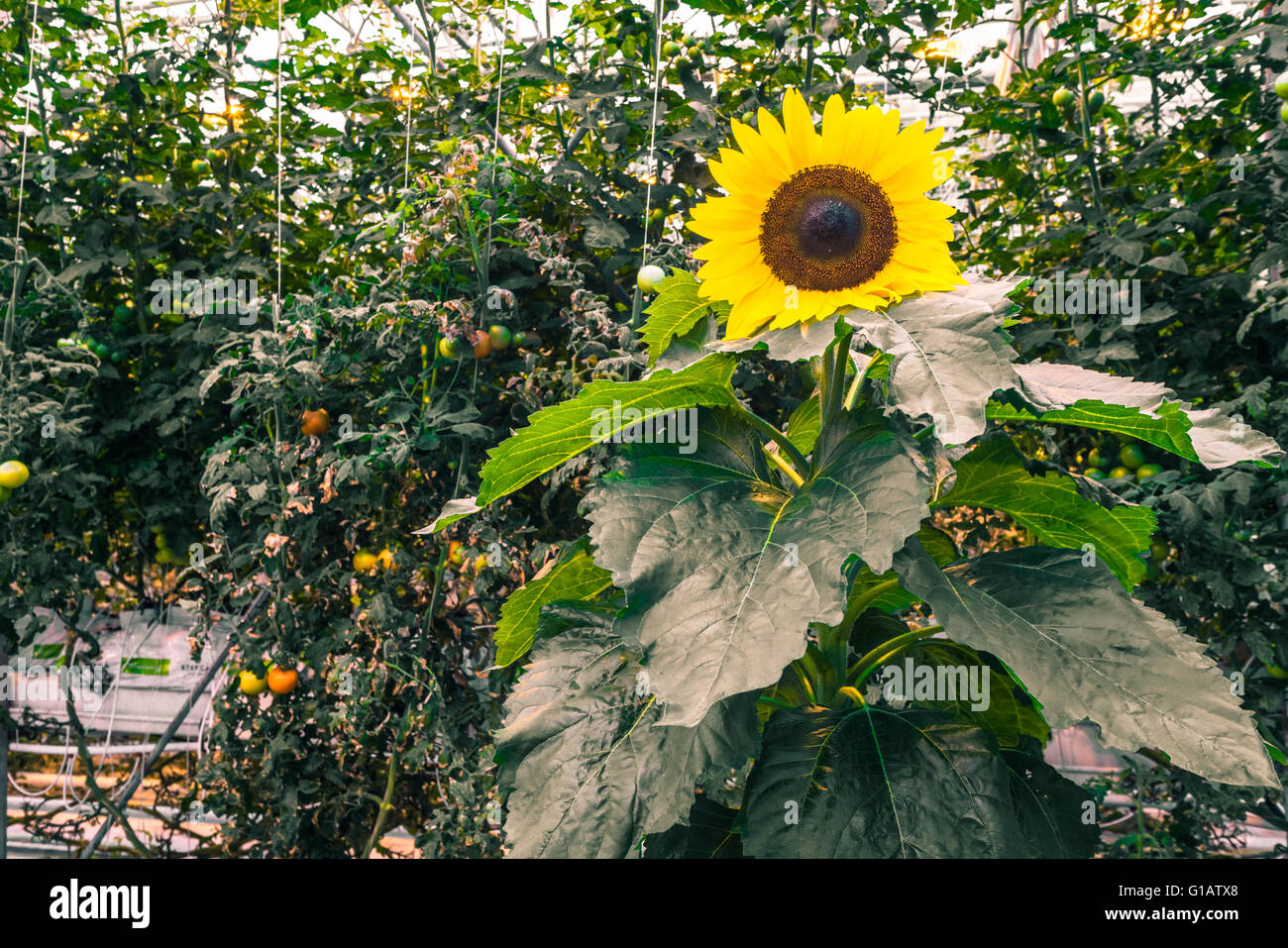 Sunflower in a greenery with tomato plants Stock Photo Alamy