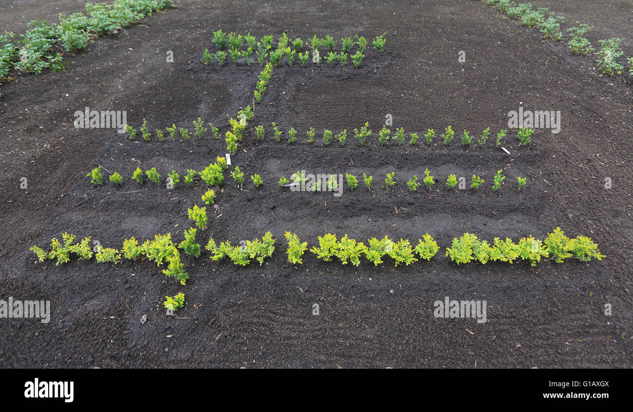 Box tree seedlings at the National Box Tree Collection at Gutspark in ...