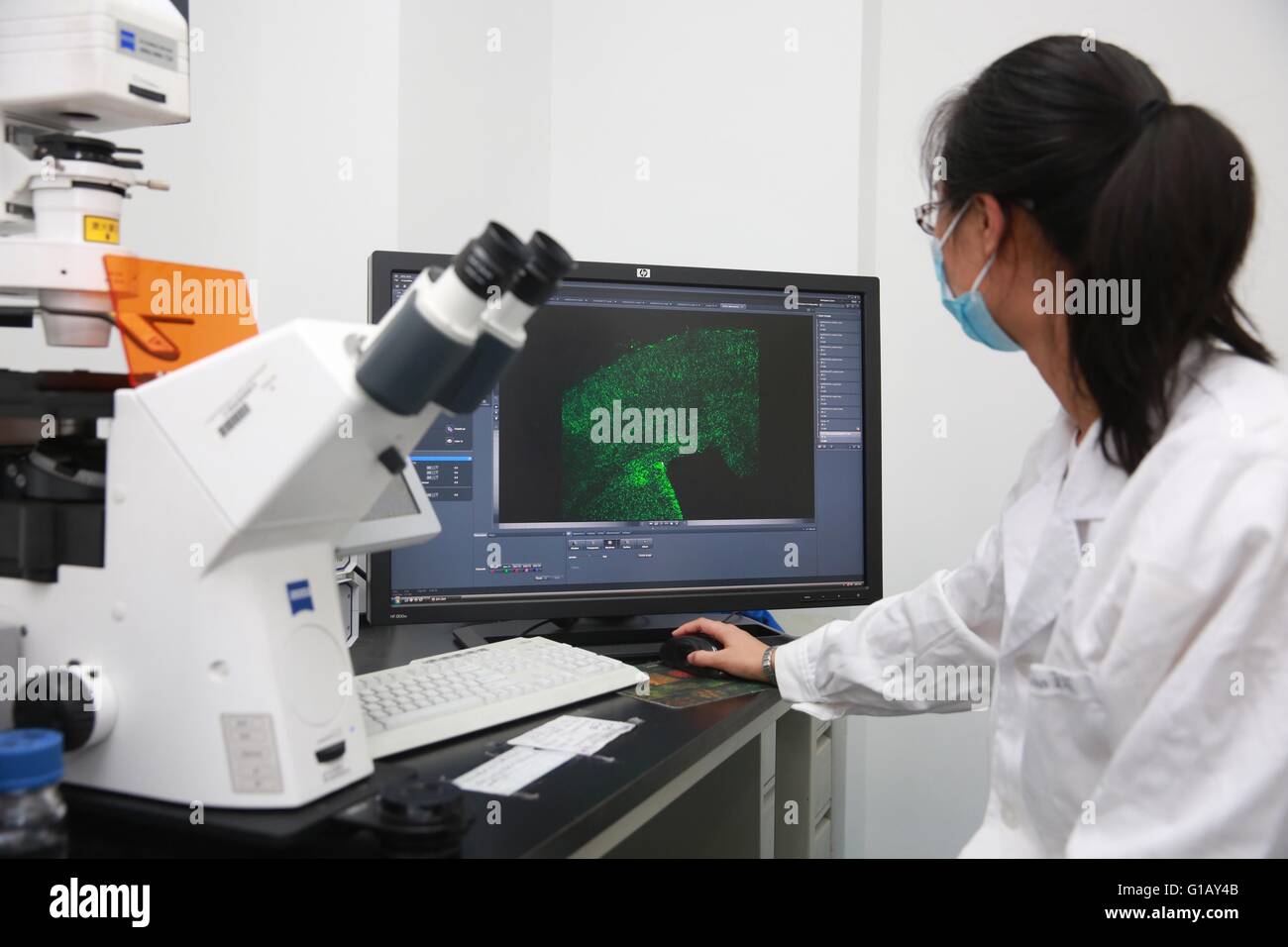 Beijing, China. 11th May, 2016. A researcher shows image of the neural stem cells from the mouse infected by Zika virus at the Institute of Genetics and Developmental Biology of the Chinese Academy of Sciences in Beijing, capital of China, May 11, 2016. Chinese researchers said Wednesday they have found direct evidence that Zika infection causes microcephaly, a birth defect marked by an abnormally small head, in mouse experiments. © Cai Yang/Xinhua/Alamy Live News Stock Photo