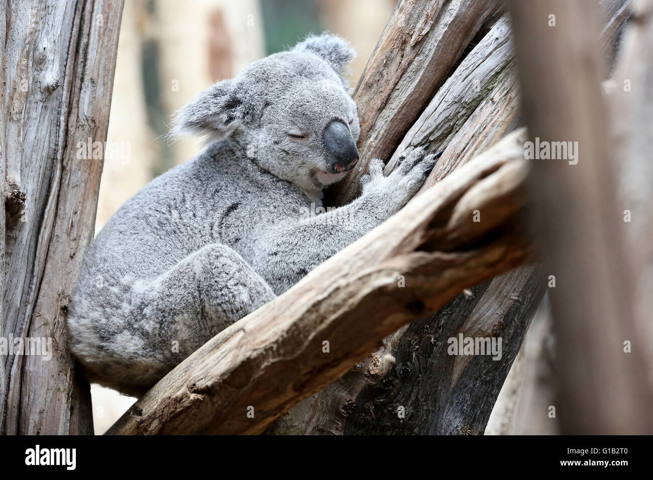 Koala feed tree hi-res stock photography and images - Alamy