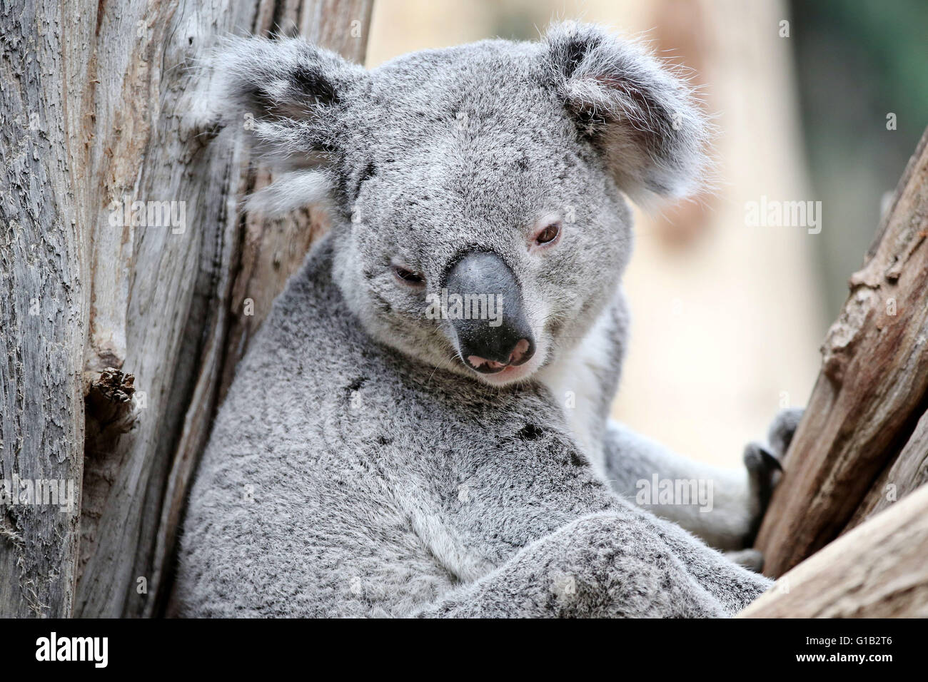 Koala feed tree hi-res stock photography and images - Alamy