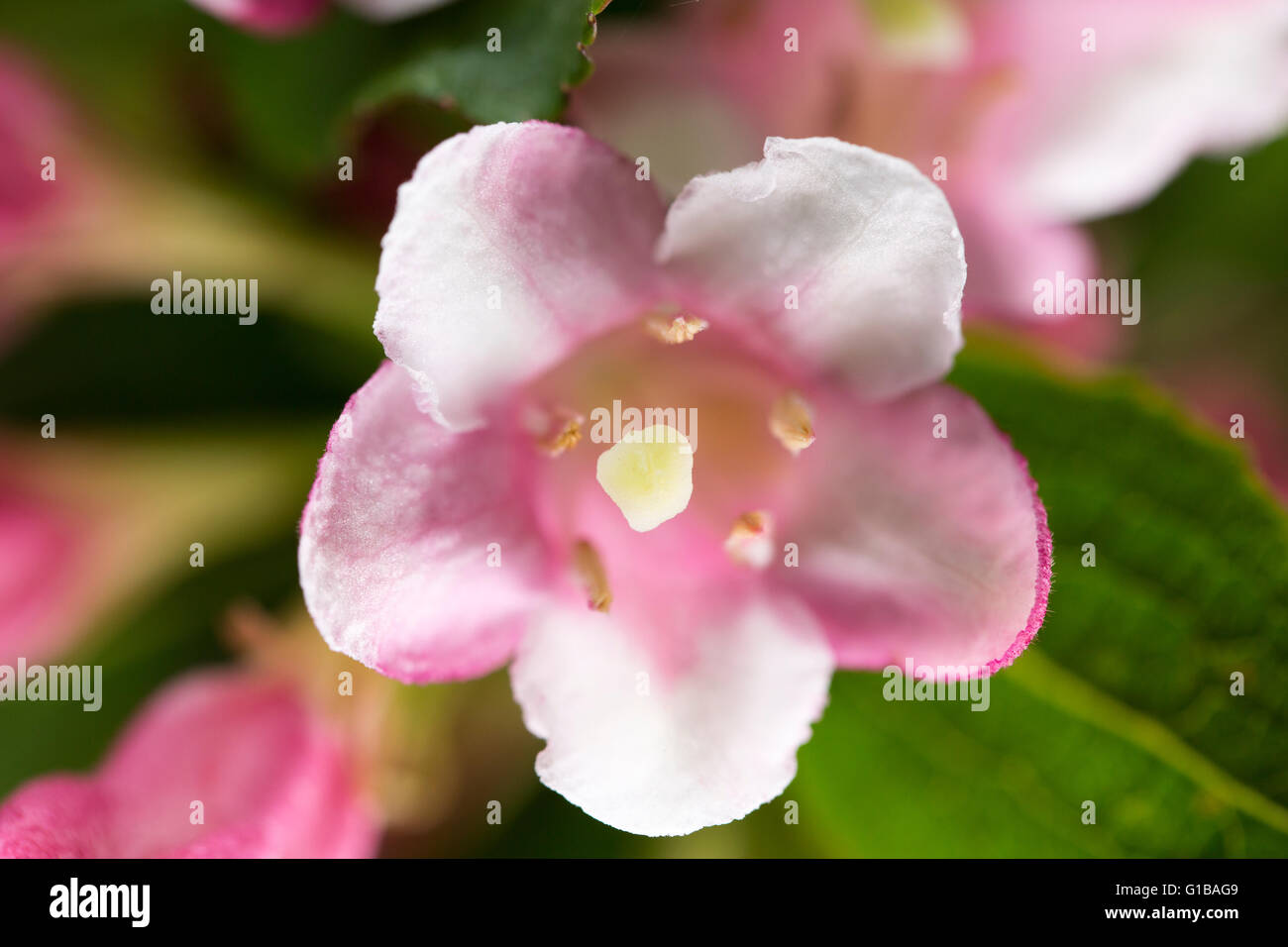 pink jasmine flowers Philadelphus coronarius close up Stock Photo Alamy