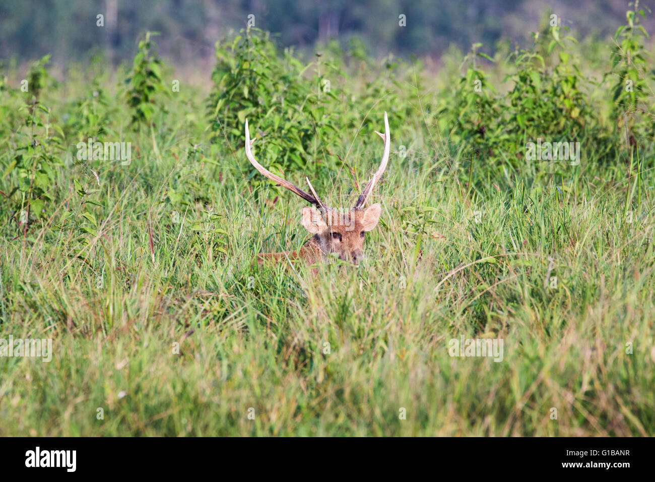 male hog deer live on the grass green field Stock Photo