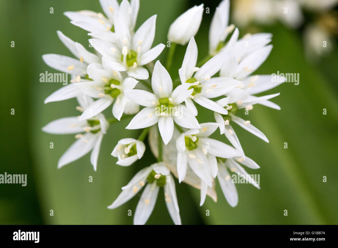 Edelweiss Leontopodium alpinum white elegant flower garden Stock Photo