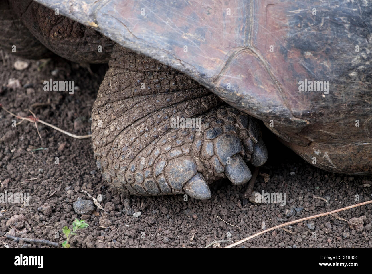 Close-up of the foot of a Galapagos Giant Tortoise Stock Photo