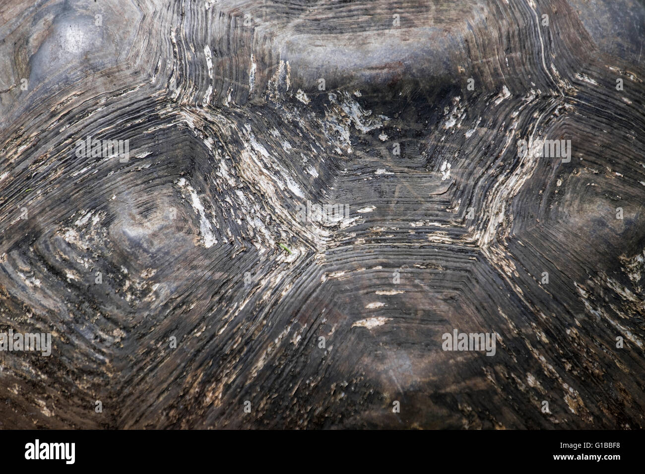 Close-up of the shell of a Galapagos giant tortoise Stock Photo