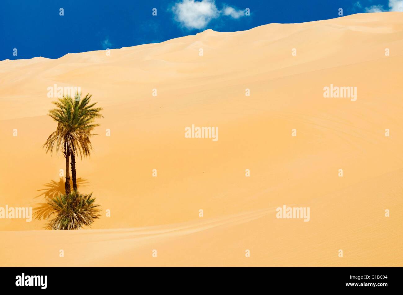 Libya, Sahara Desert, Fezzan, Erg Murzuq, Sand Dunes, Palm trees in the desert Stock Photo