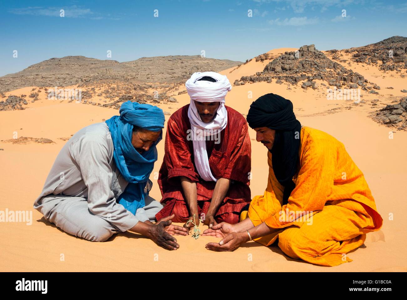 Libya, Sahara Desert, Fezzan, Erg Murzuq, Tuareg or Touareg men protecting a plant in the desert Stock Photo