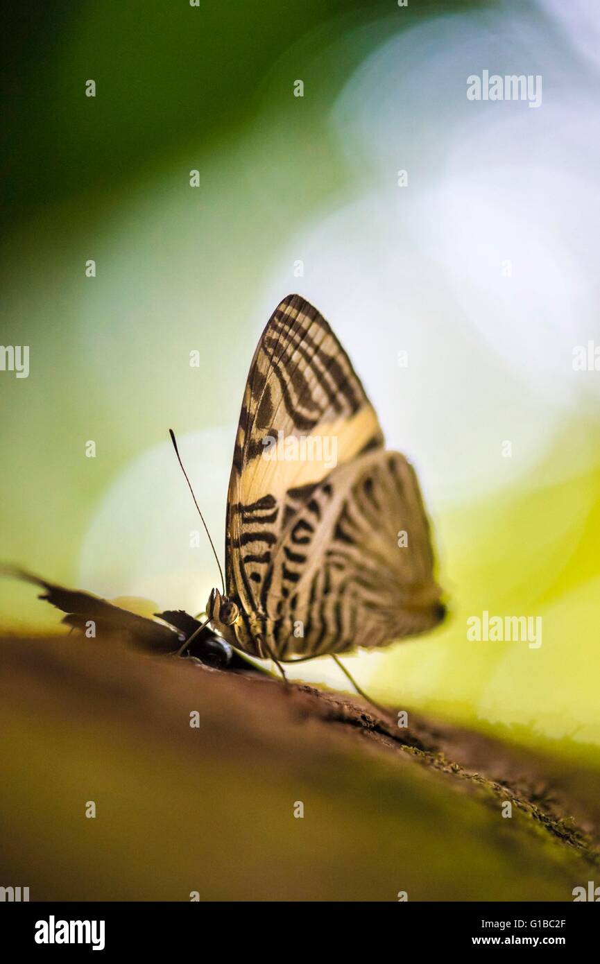 France, Guyana, French Guyana Amazonian Park, heart area, Mount Itoupe, rainy season, butterfly (colobura dirce) Stock Photo