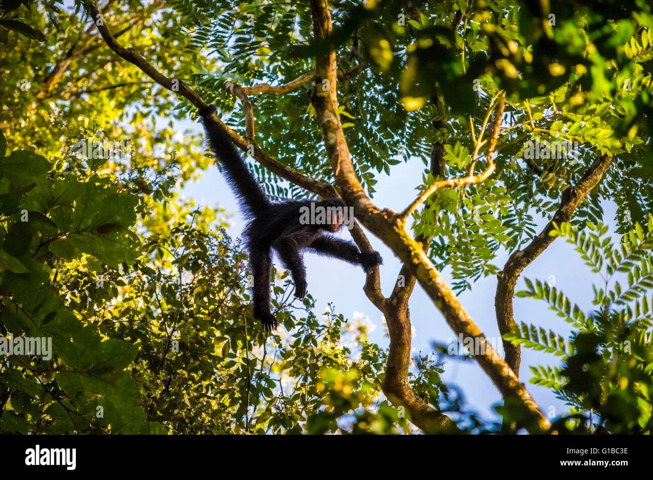 France, Guyana, French Guyana Amazonian Park, heart area, Camopi, spider monkey in juvenile red face (Ateles paniscus) in the canopy on Mount Itoupe (830 m), the second summit of Guyana, in the mountain range of the Table Mountains, which presents particular ecosystem to its cloud forest, the study will provide global climate change indicators Stock Photo