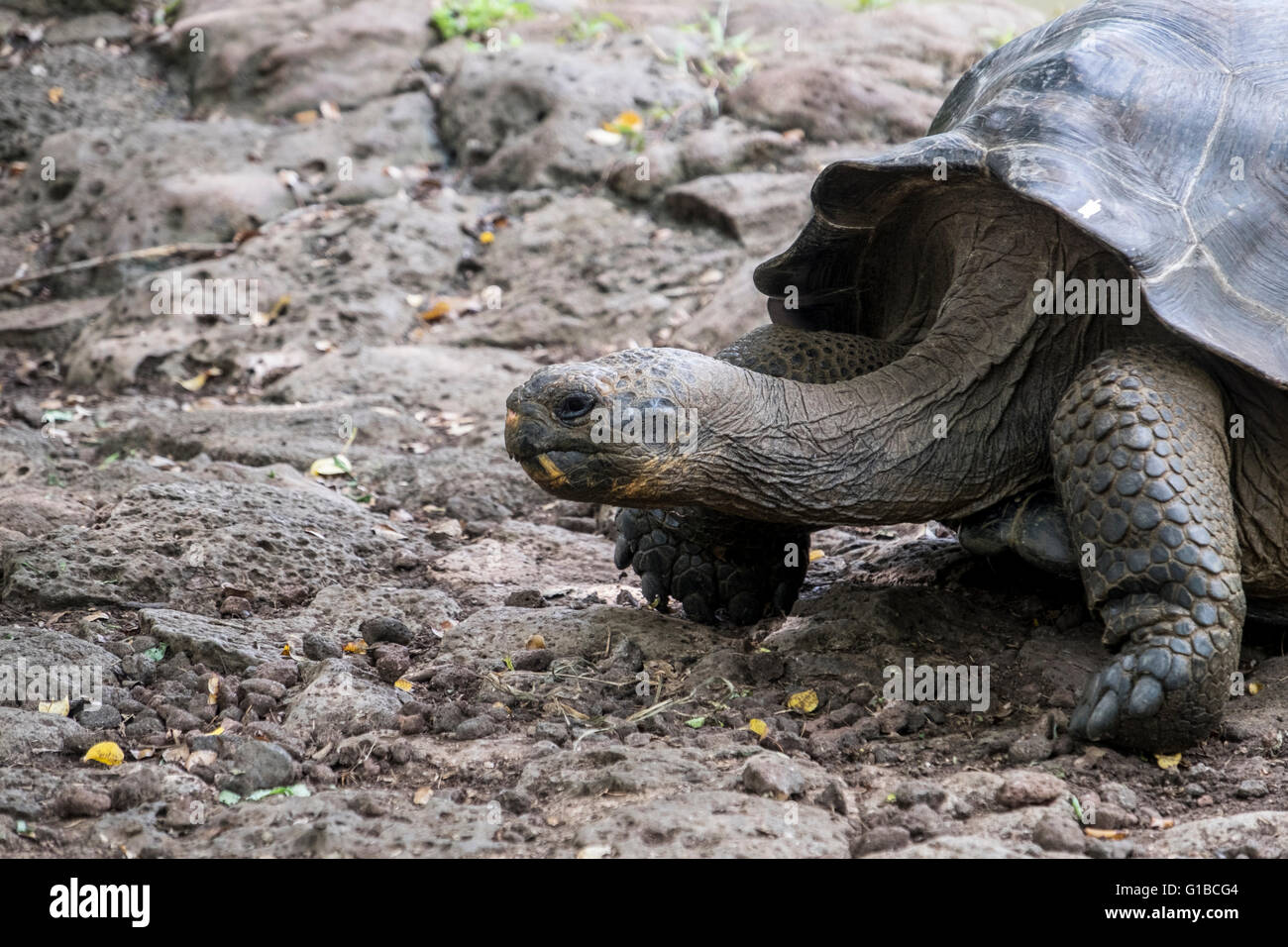 https://c8.alamy.com/comp/G1BCG4/galapagos-giant-tortoise-walking-G1BCG4.jpg