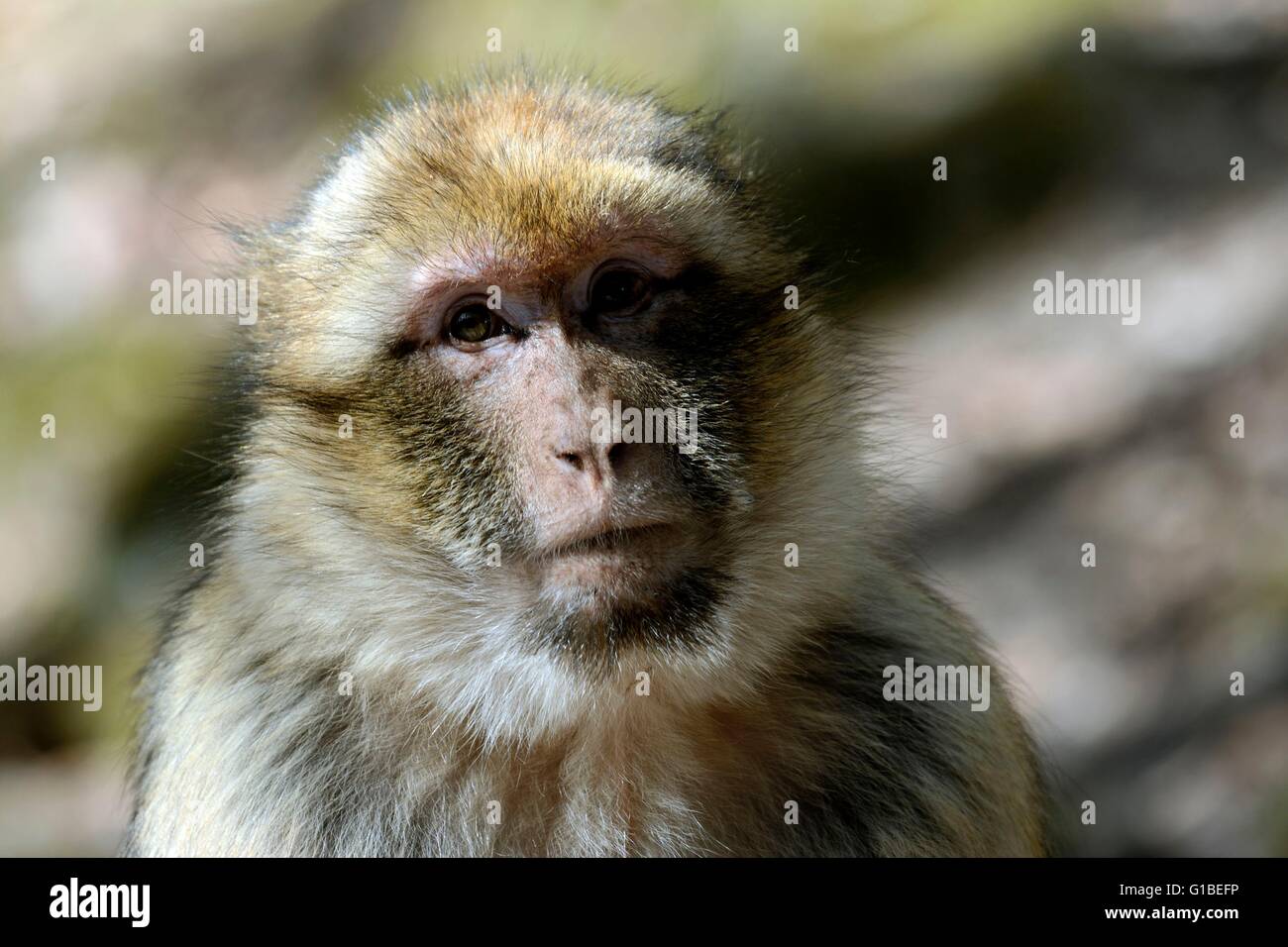 Kintzheim Alsace France Stock Photos Kintzheim Alsace