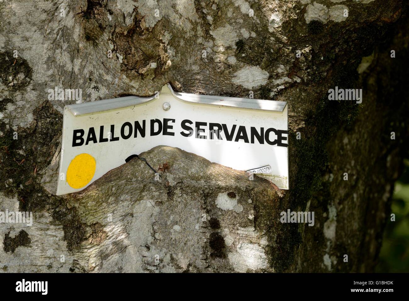 France, Haute Saone, Ballon de Servance, hiking panel Ballon de Servance swallowed by a beech trunk Stock Photo