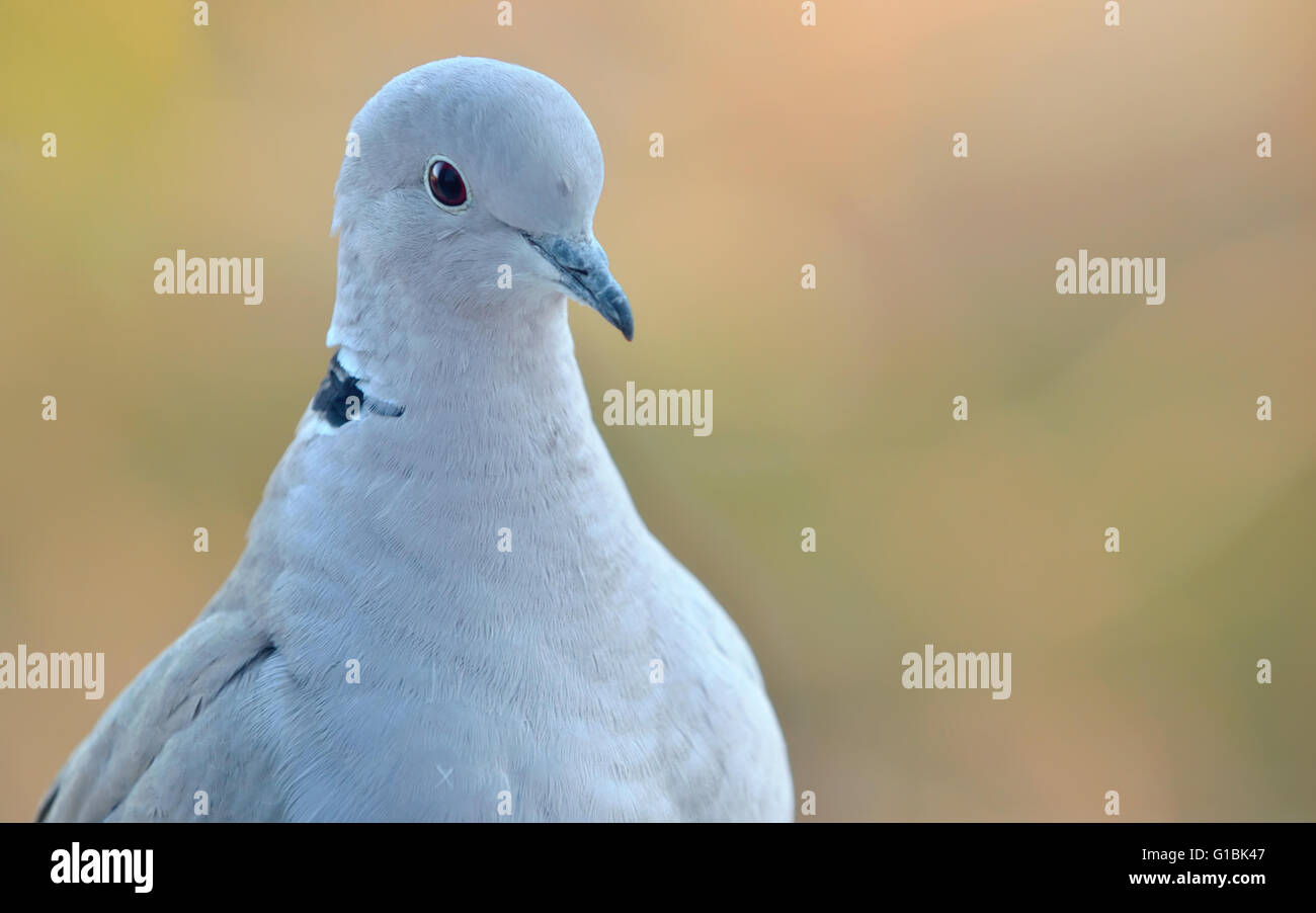 Young pigeon portrait- auriculata virgata Stock Photo