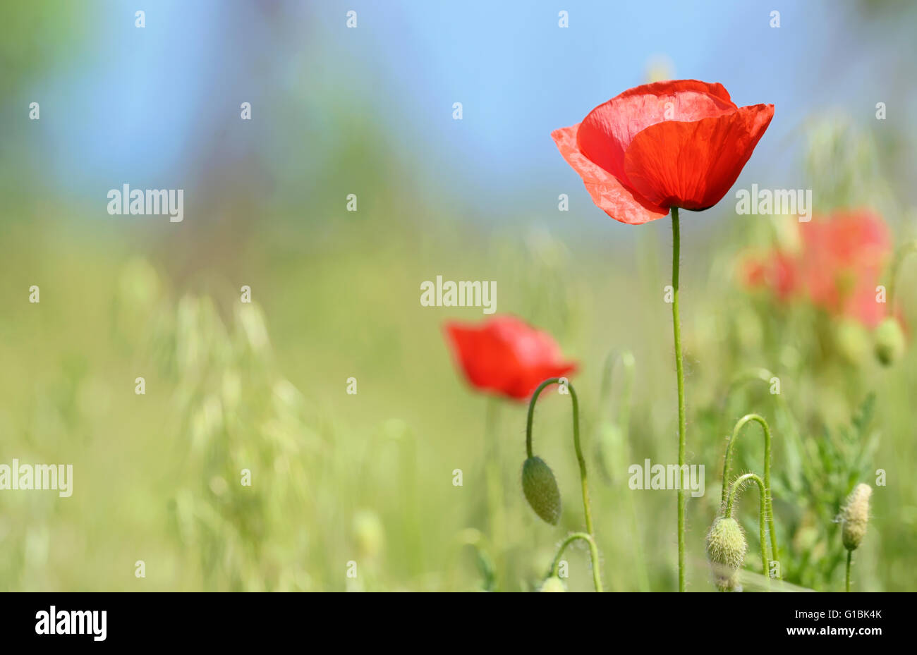 Flowers on the wild hi-res stock photography and images - Alamy