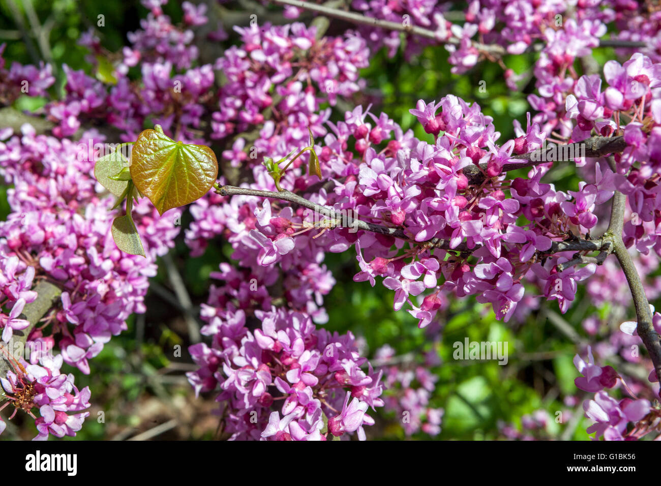 Eastern Redbud Cercis canadensis flowering Stock Photo