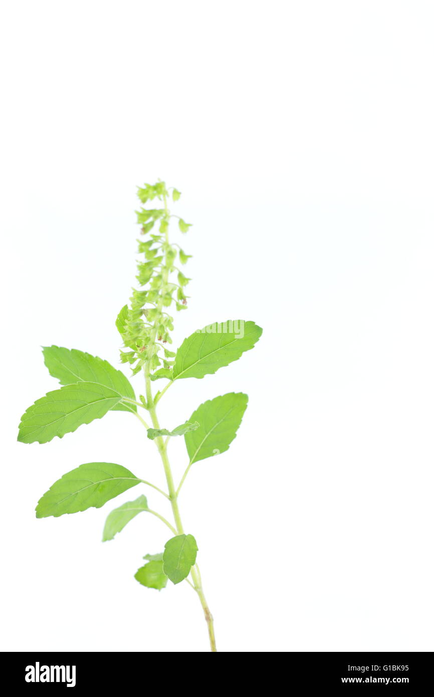 Fresh green basil,Thai herb plant Stock Photo Alamy