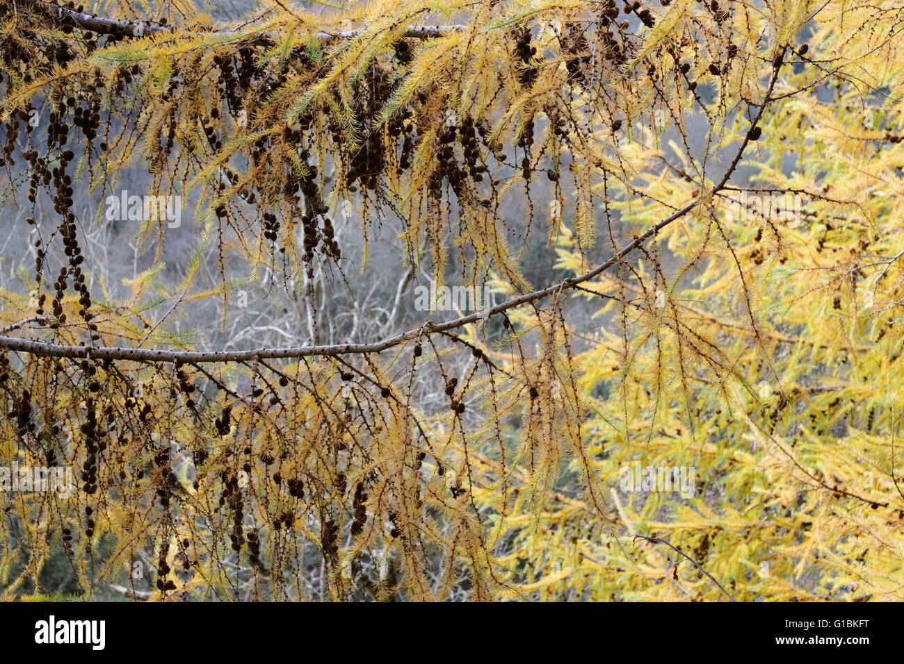 Cones  and Autumn foliage of Japanese Larch, Larix kaempferi Wales, UK Stock Photo