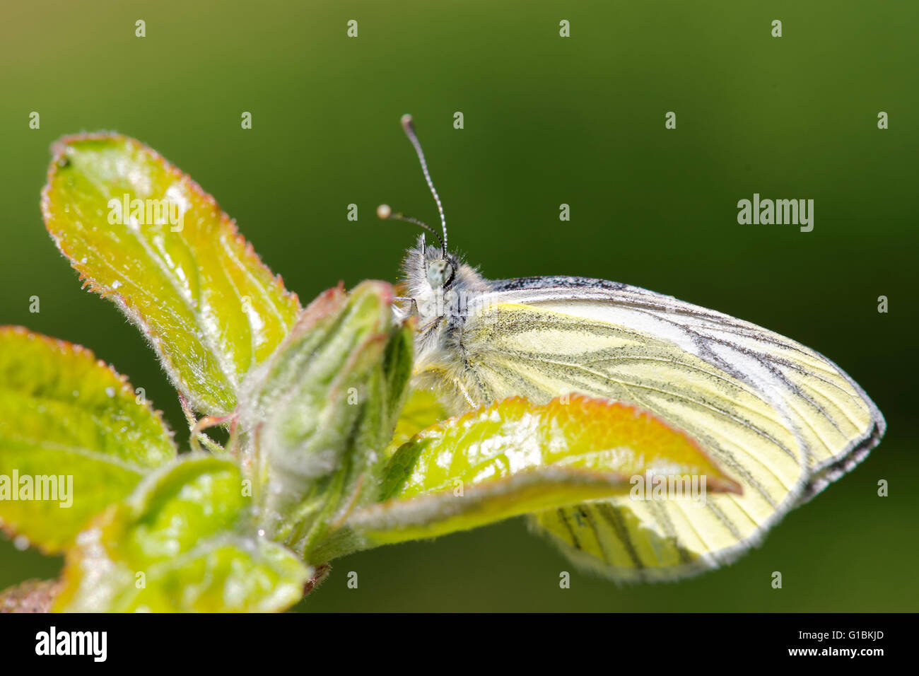 Green-veined white (Pieris napi) butterfly on aplle-tree. Stock Photo