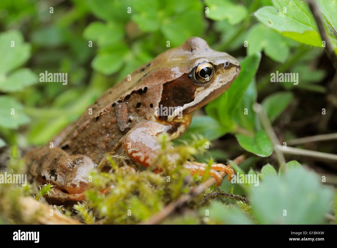 Welsh Frog Common Frog Rana temporaria amongst vegetation, Wales, UK Stock Photo ...