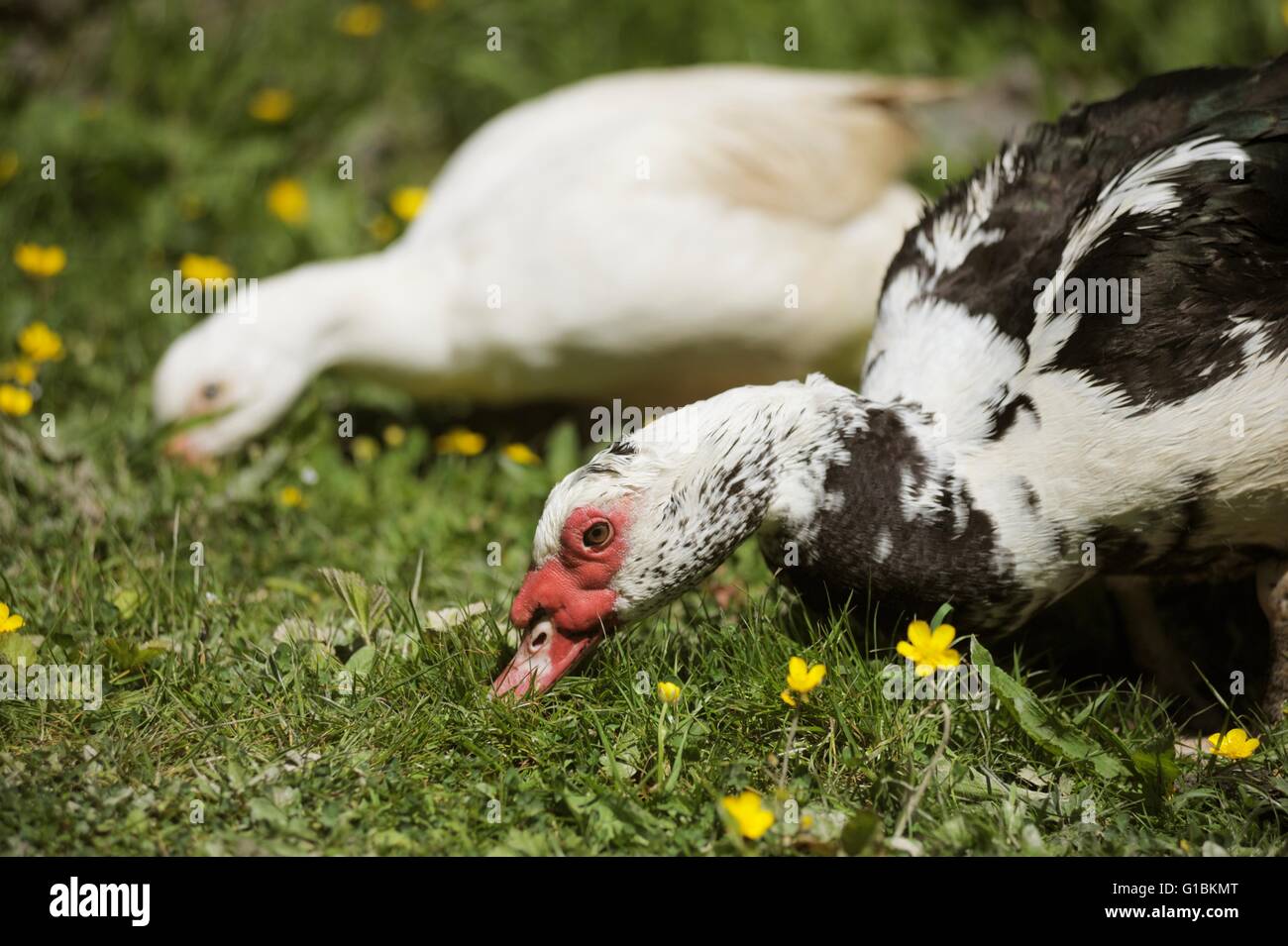 Pair Muscovy Ducks Image & Photo (Free Trial)