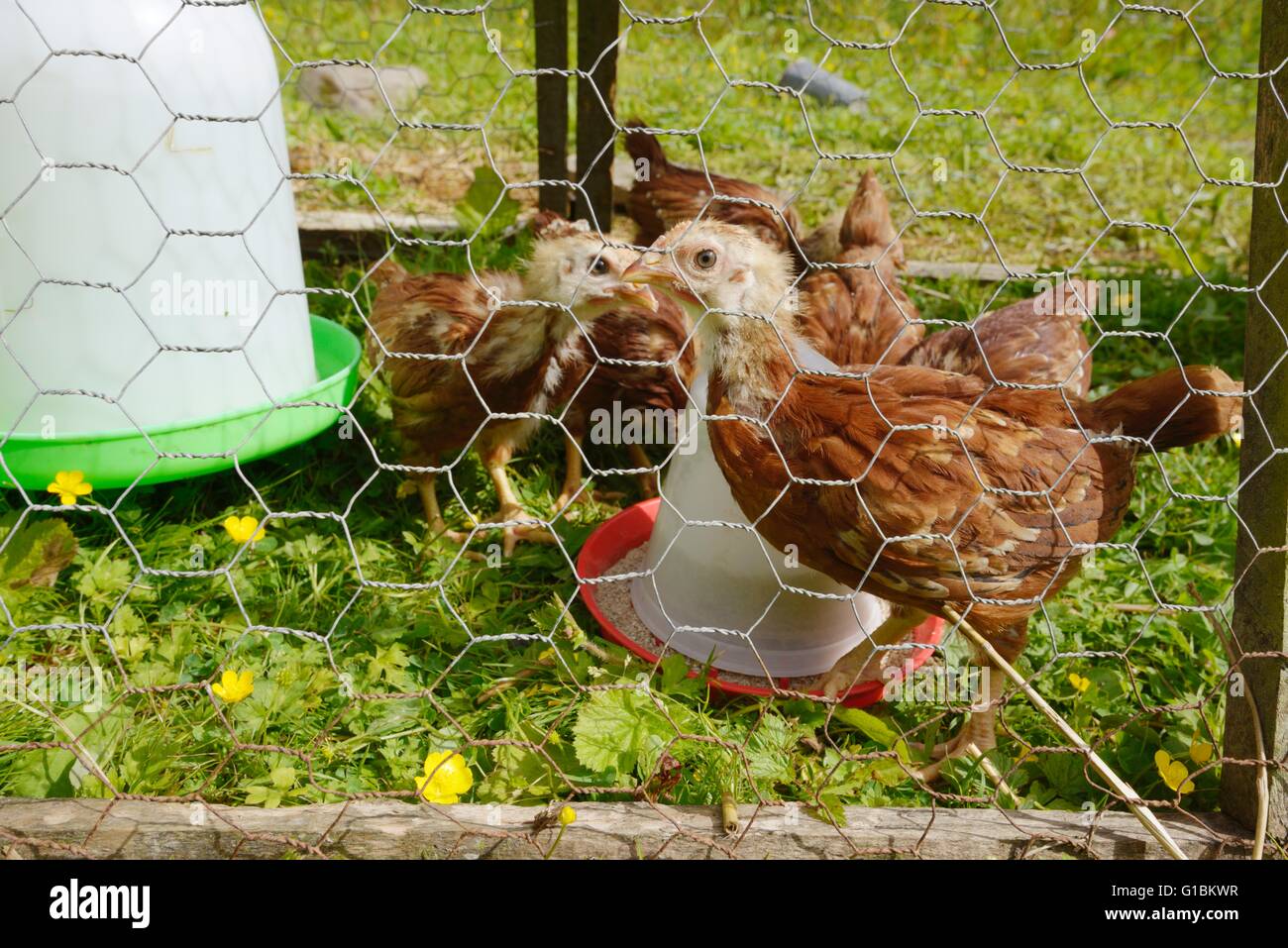 Young pure bred Rhode Islsnd Red pullets, hens, chickens in a wire mesh