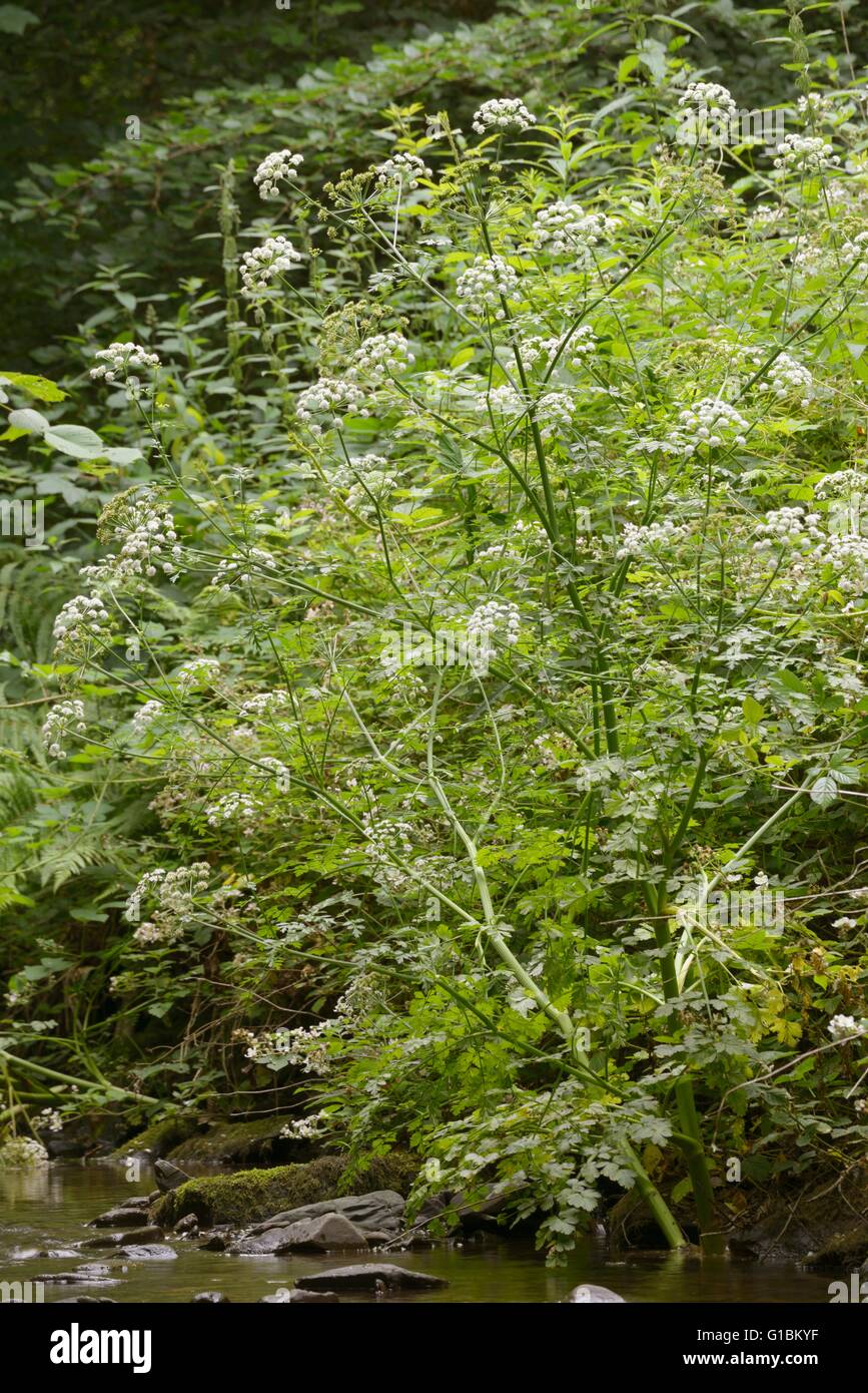 Oenanthe crocata, Hemlock Water Dropwort, on of the UK's most poisonous plants, Wales, UK Stock Photo