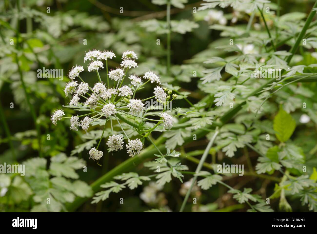 Oenanthe crocata, Hemlock Water Dropwort, on of the UK's most poisonous