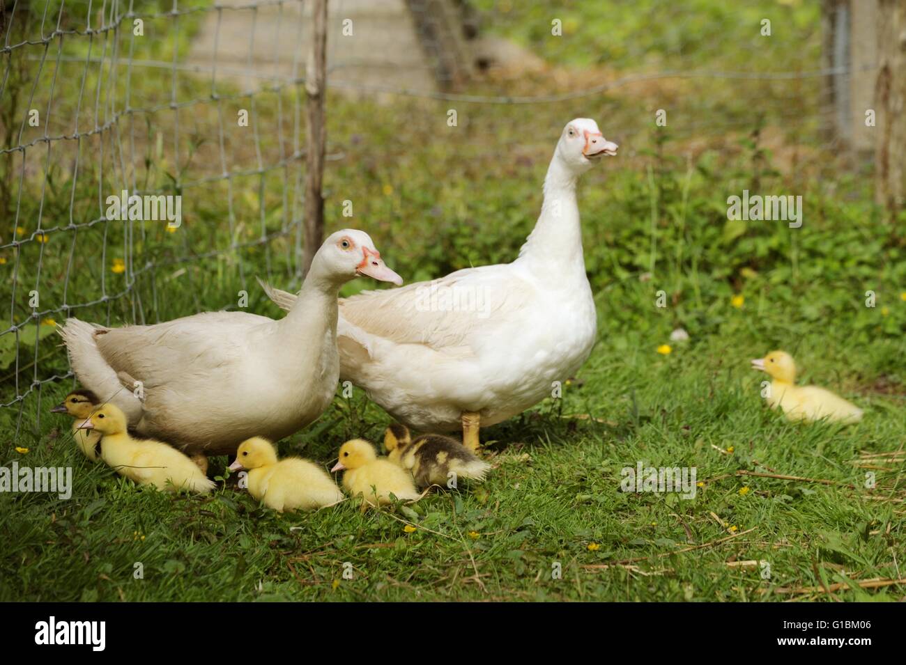 Young Muscovy ducklings and mothers , Wales, UK Stock Photo