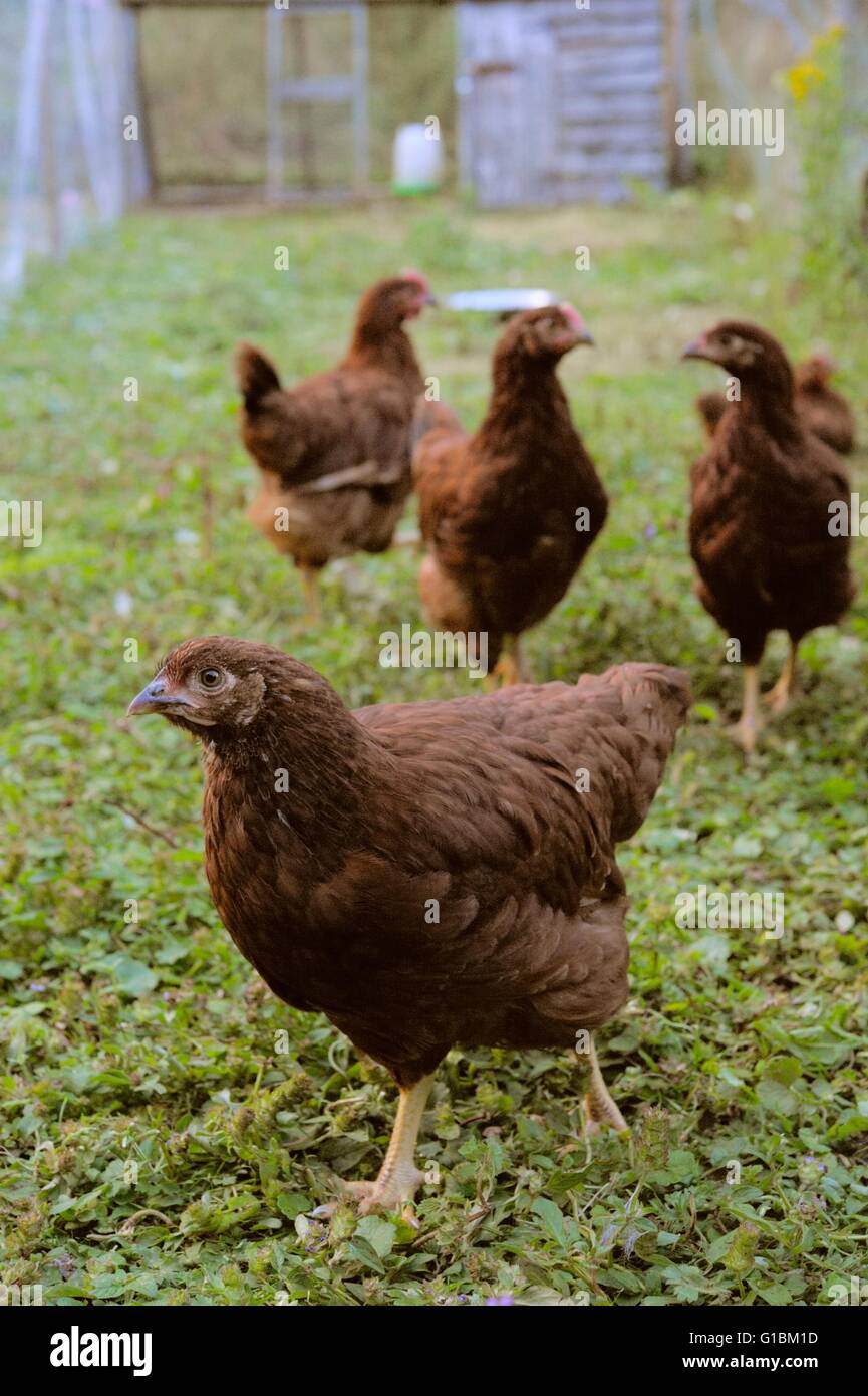 Young pure bred Rhode Islsnd Red pullets, hens, chickens, Wales, UK