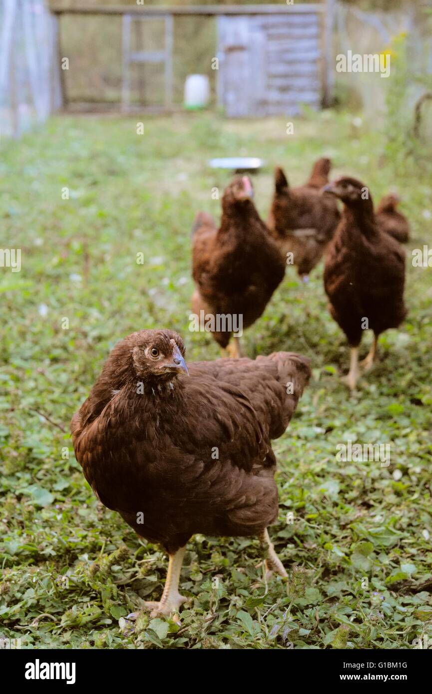 Young pure bred Rhode Island Red pullets, hens, chickens, Wales, UK