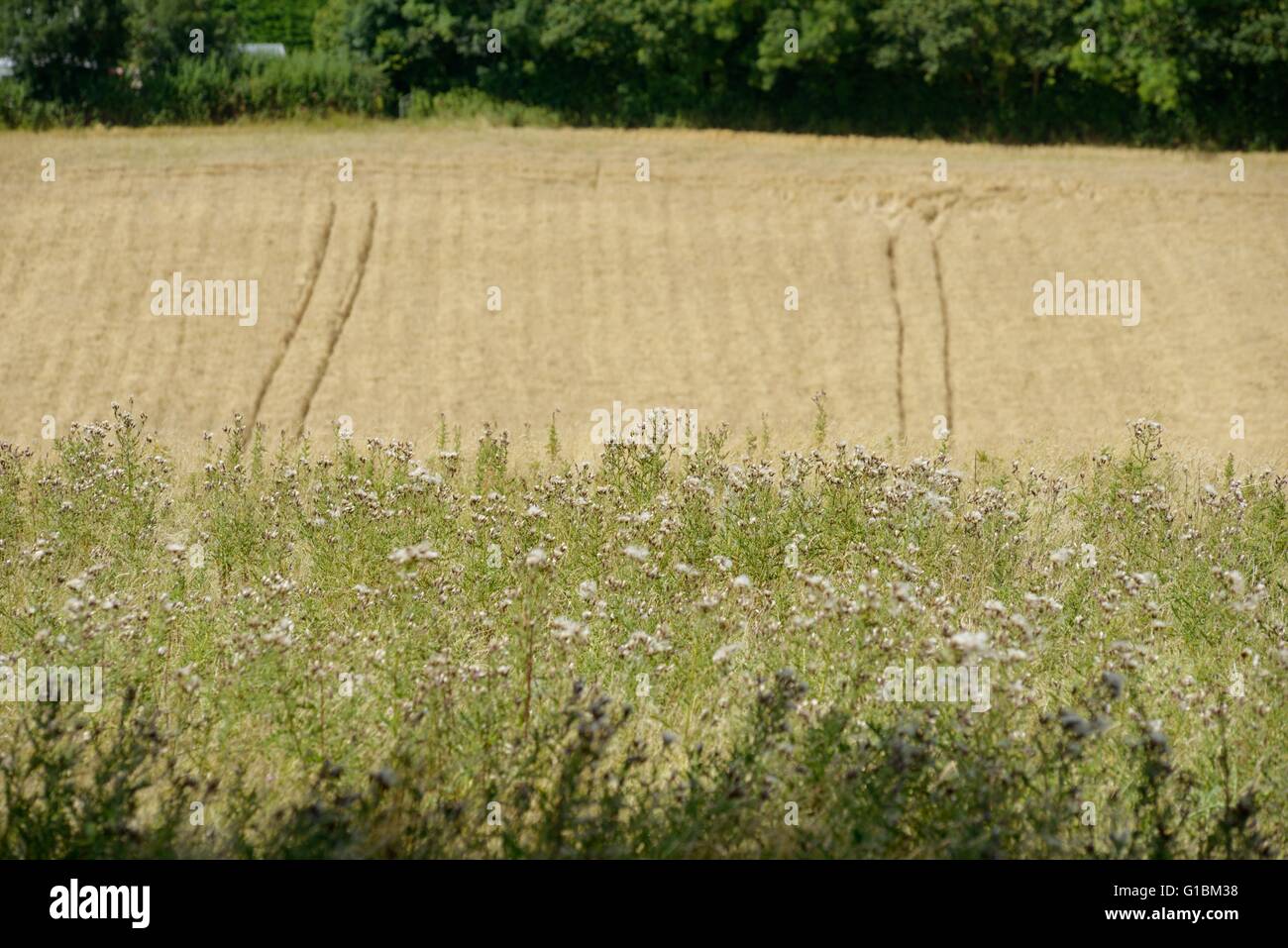 Creeping Thistle, Cirsium arvense, on farmalnd, with cereal crop in the background, Wales, UK. Stock Photo