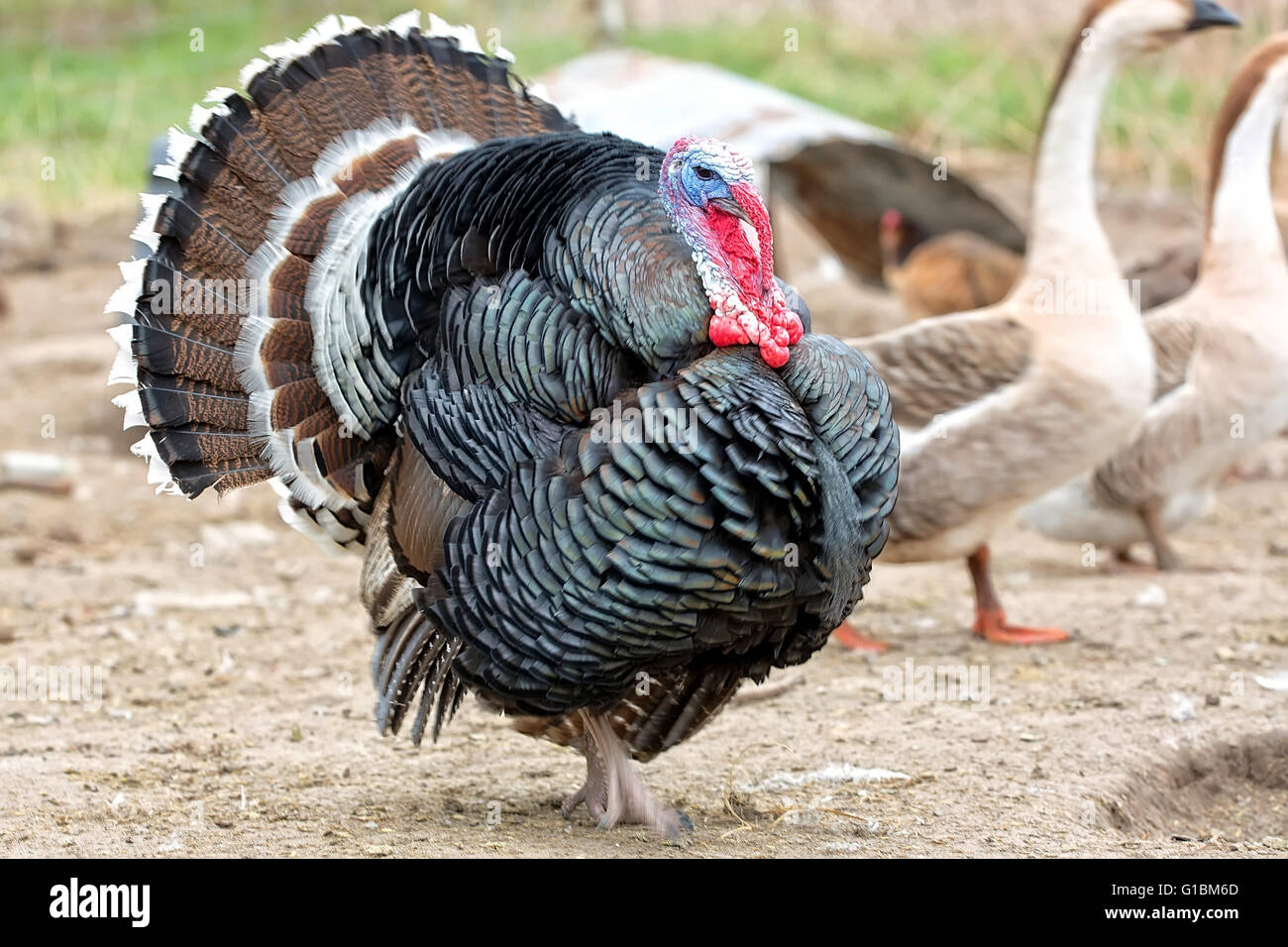 Turkey on the run on the farm Stock Photo
