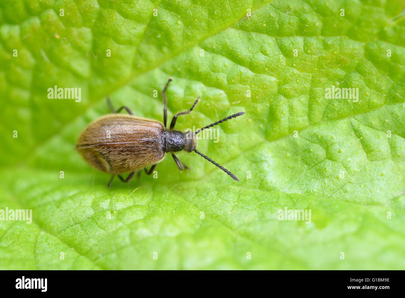 Lagria hirta beetle, Wales, UK. Stock Photo