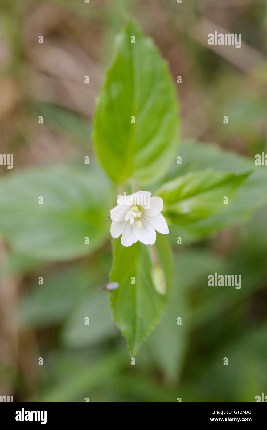Pale Willowherb, Epilobium roseum, Wales, UK. Stock Photo